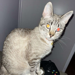 Meet your Posher, Skye